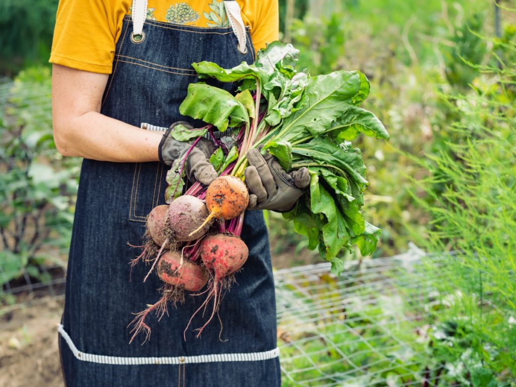 Beet, Ernte, Symbolbild